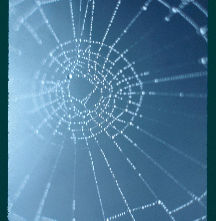 Spider's web with dew 1977